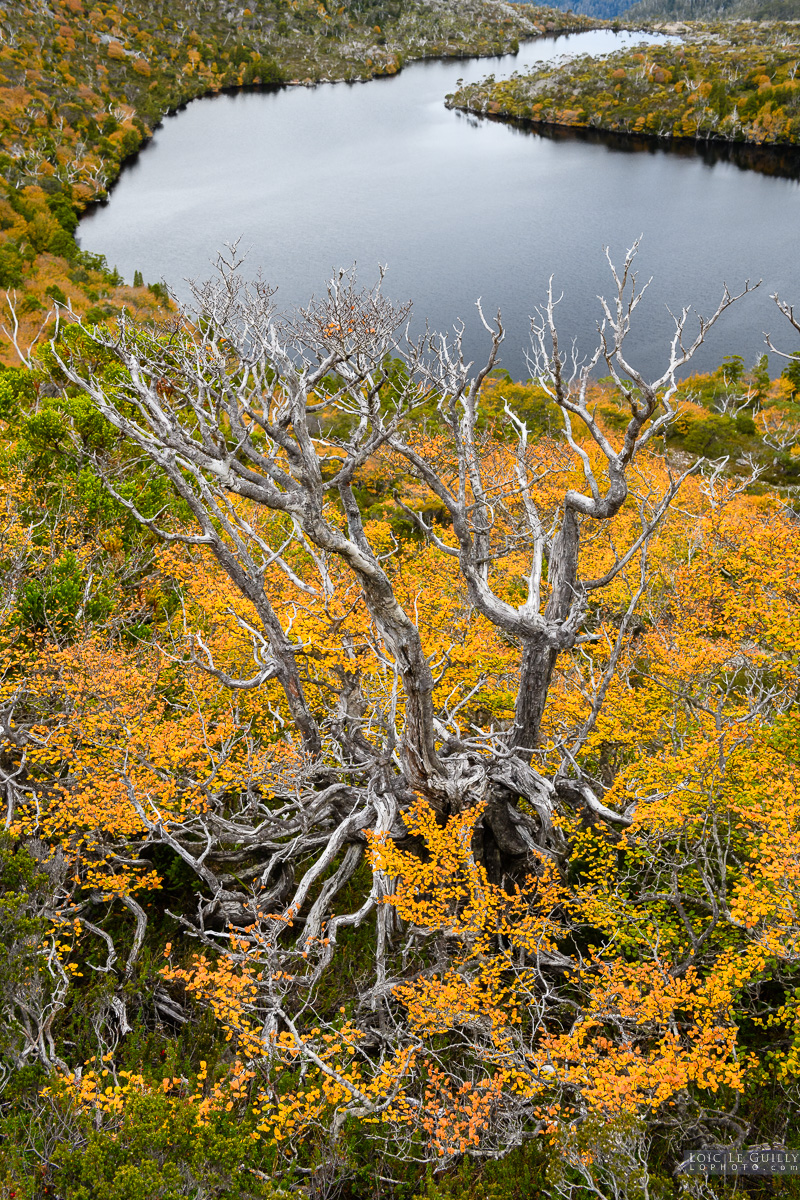 photograph of Fagus at Cradle Mountain